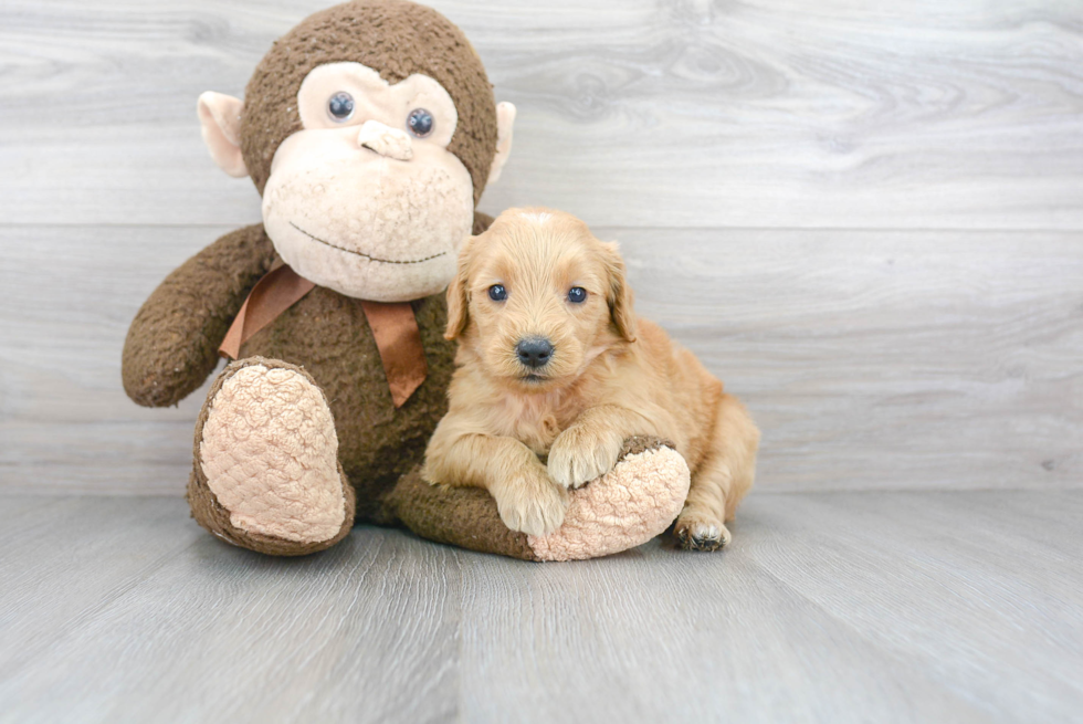 Sweet Mini Goldendoodle Baby