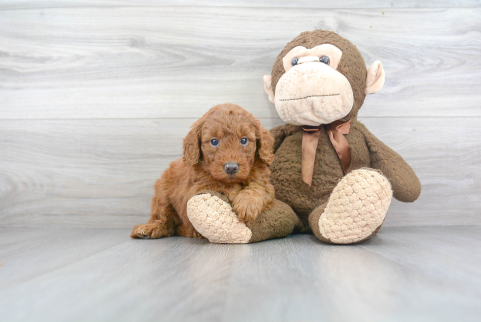 Small Mini Goldendoodle Baby