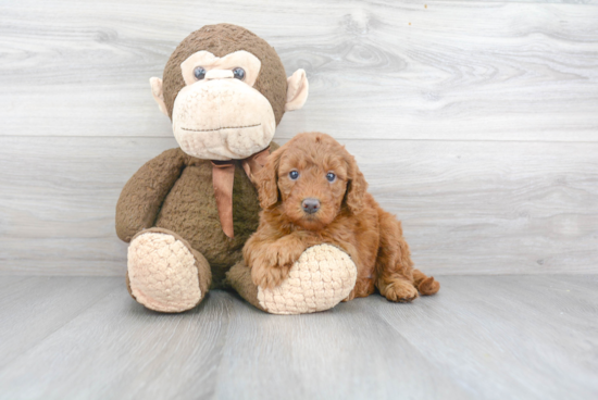 Fluffy Mini Goldendoodle Poodle Mix Pup