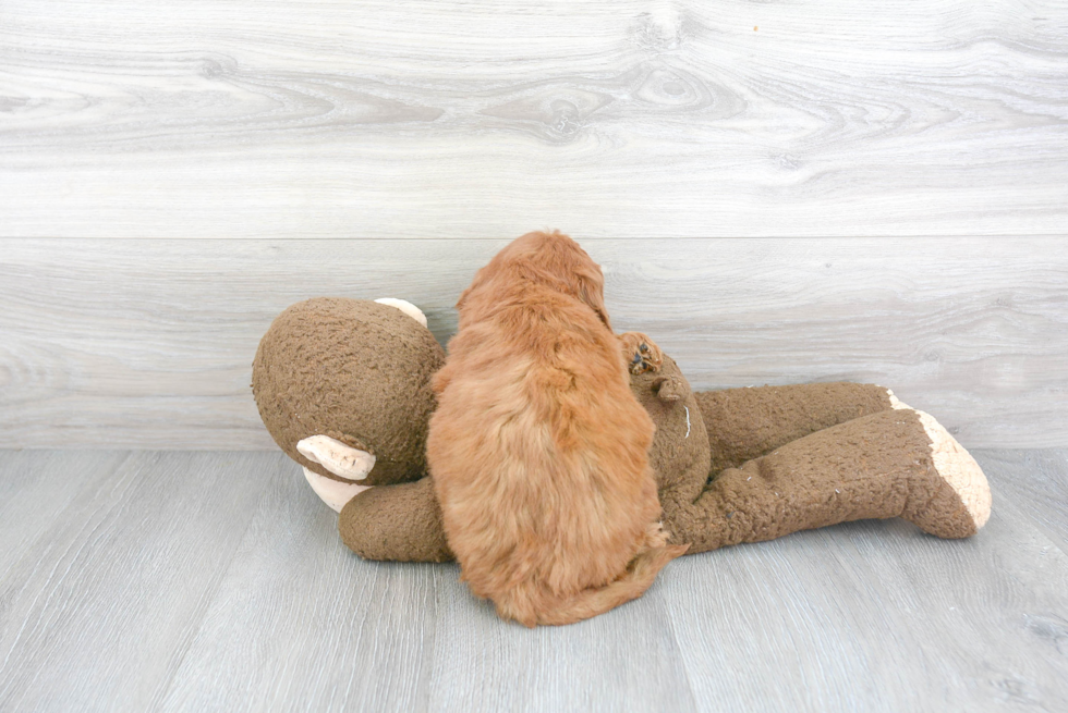 Mini Goldendoodle Puppy for Adoption