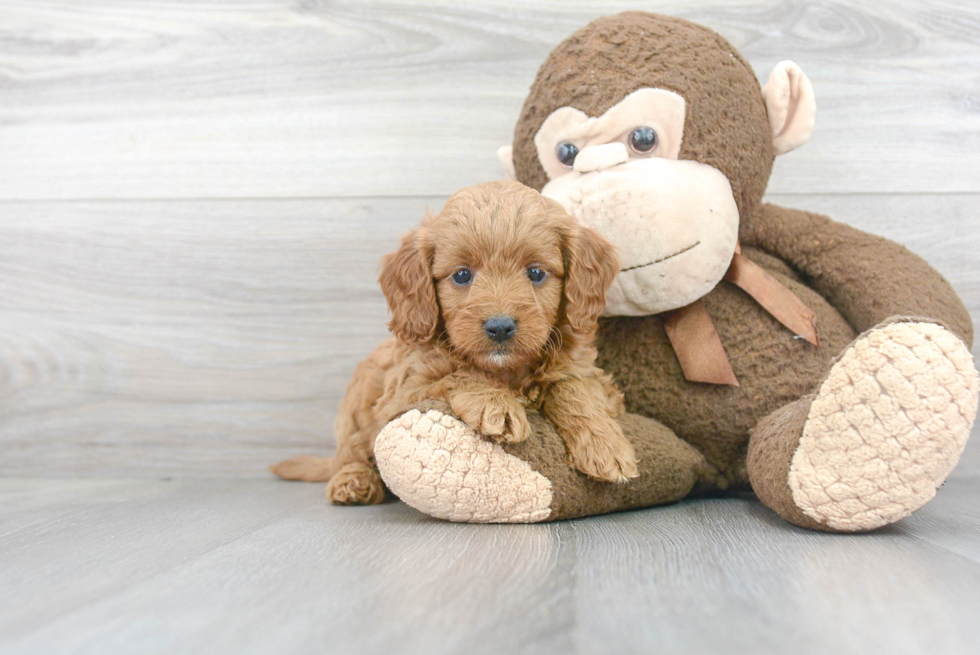 Mini Goldendoodle Pup Being Cute