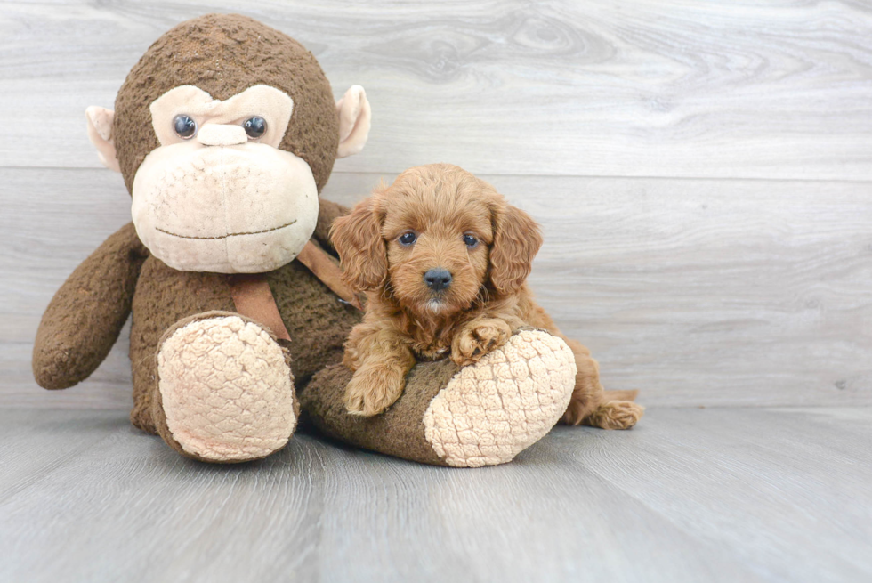 Hypoallergenic Golden Retriever Poodle Mix Puppy