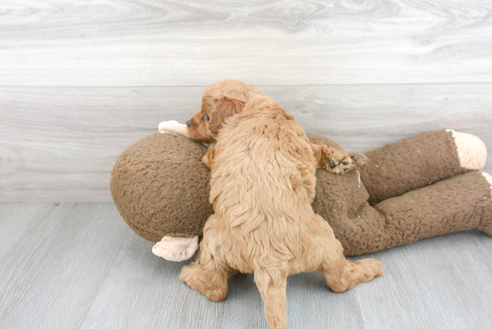 Cute Mini Goldendoodle Baby