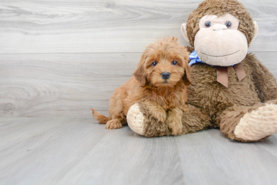 Cute Mini Goldendoodle Baby