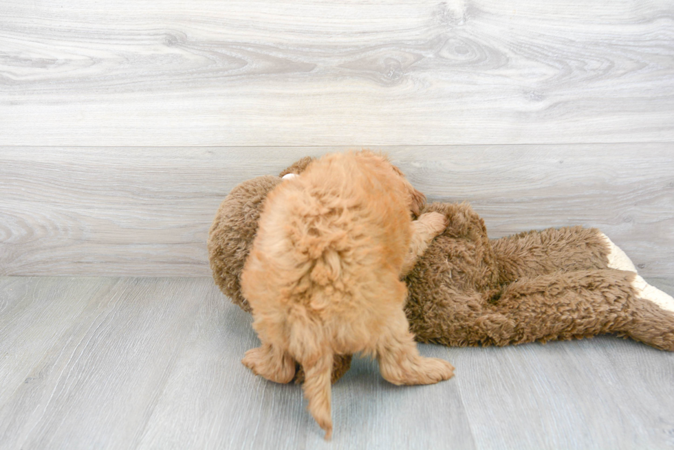 Small Mini Goldendoodle Baby