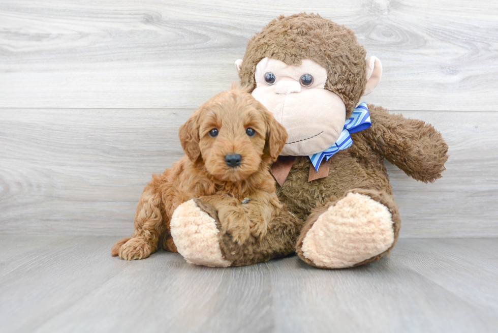 Playful Golden Retriever Poodle Mix Puppy