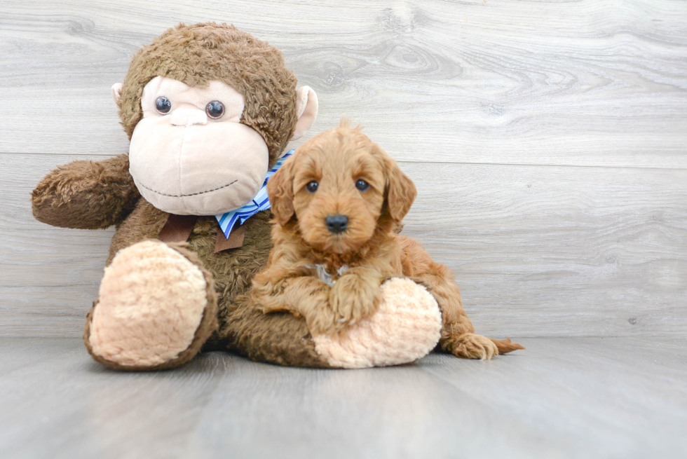 Mini Goldendoodle Pup Being Cute