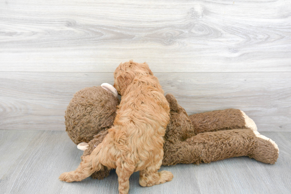 Popular Mini Goldendoodle Poodle Mix Pup