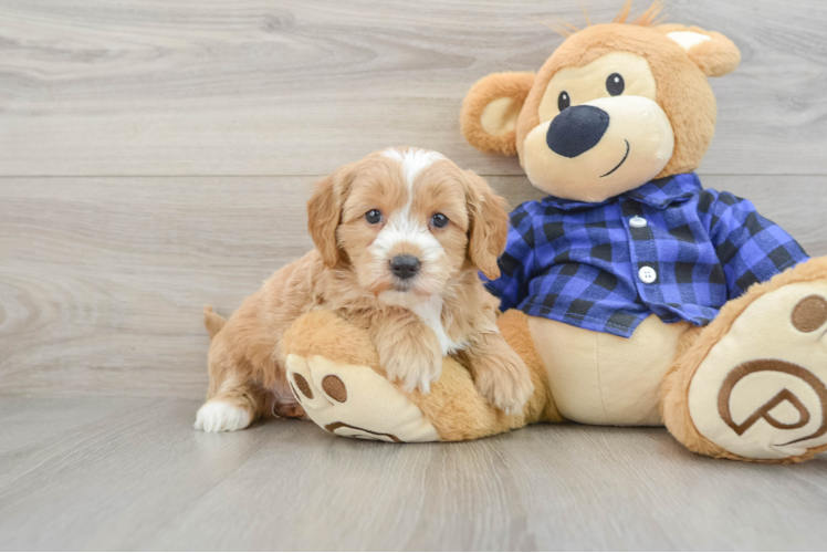 Friendly Mini Goldendoodle Baby