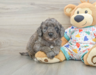 8 week old Mini Goldendoodle Puppy For Sale - Premier Pups