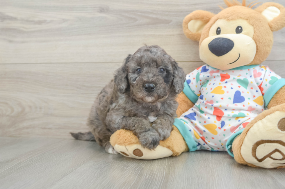6 week old Mini Goldendoodle Puppy For Sale - Premier Pups