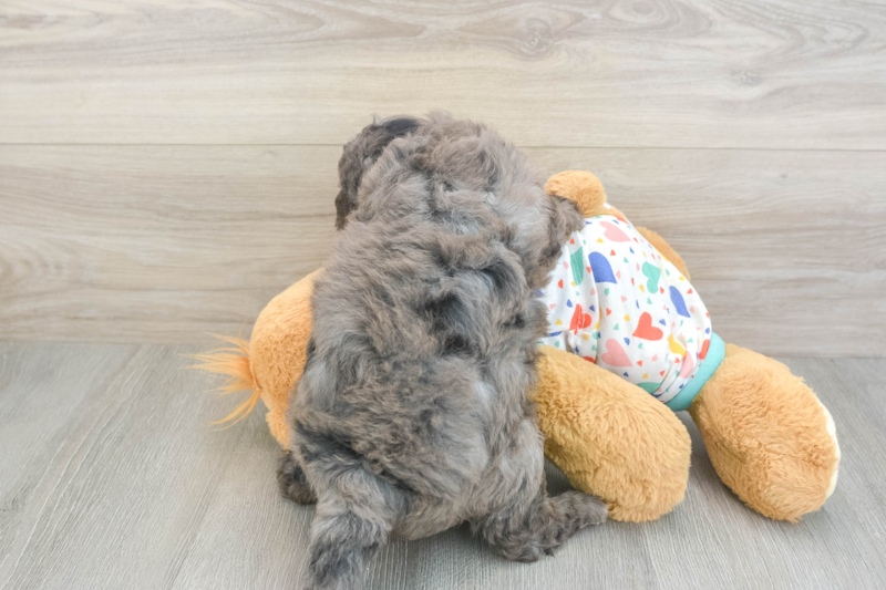 Meet Hope - our Mini Goldendoodle Puppy Photo 2/3 - Premier Pups