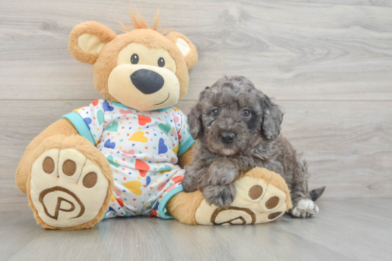 Meet Hope - our Mini Goldendoodle Puppy Photo 3/3 - Premier Pups