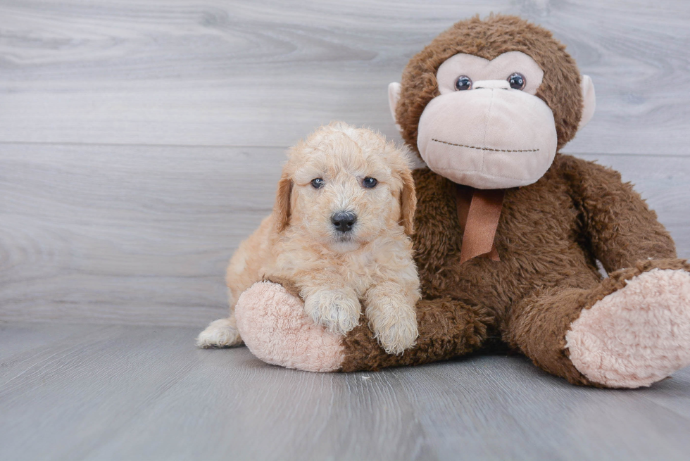 Little Golden Retriever Poodle Mix Puppy