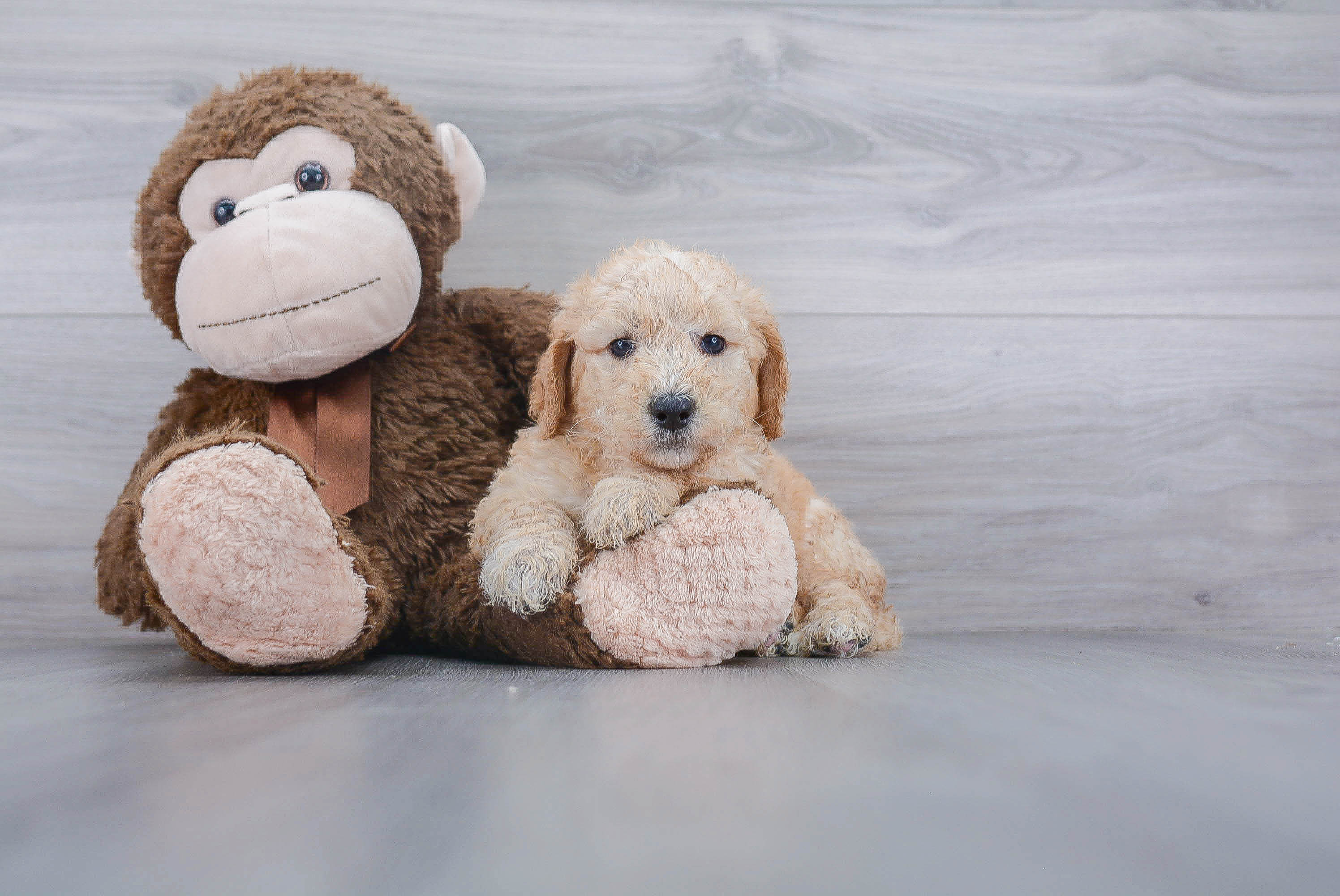 Cute Mini Goldendoodle Baby