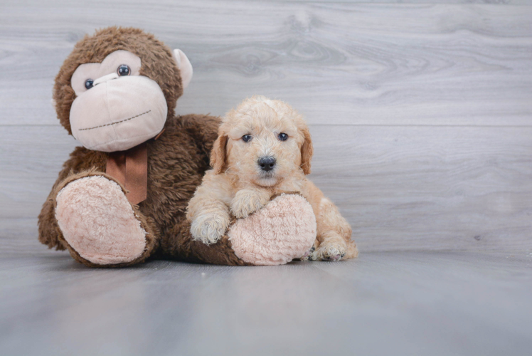 Cute Mini Goldendoodle Baby