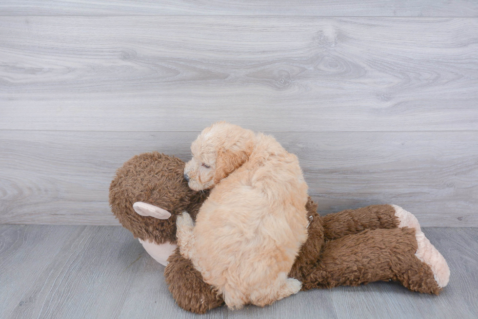 Best Mini Goldendoodle Baby