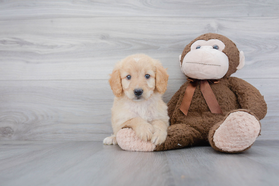 Best Mini Goldendoodle Baby