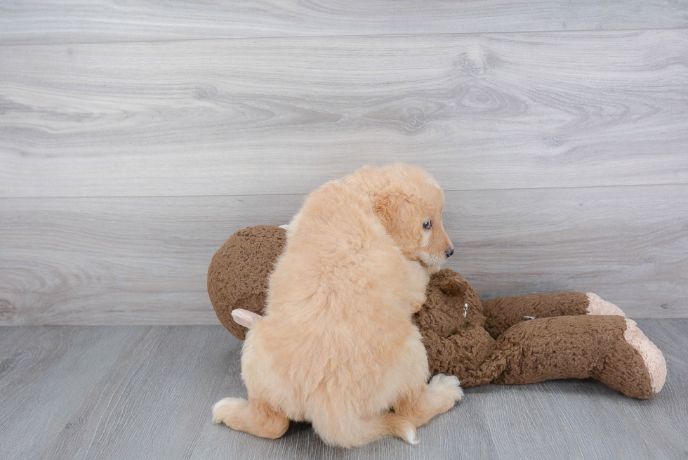 Popular Mini Goldendoodle Poodle Mix Pup