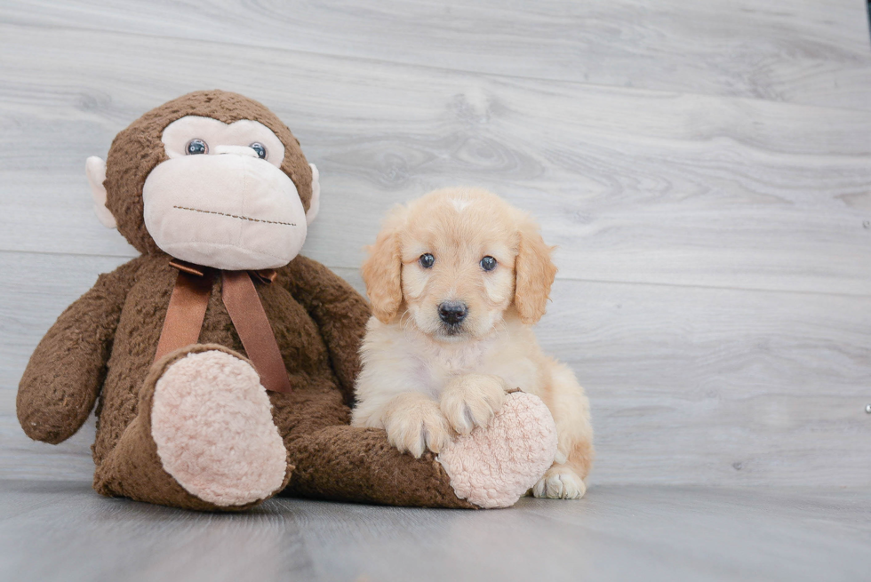 Best Mini Goldendoodle Baby