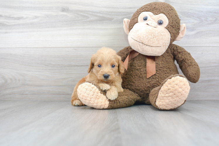 Friendly Mini Goldendoodle Baby