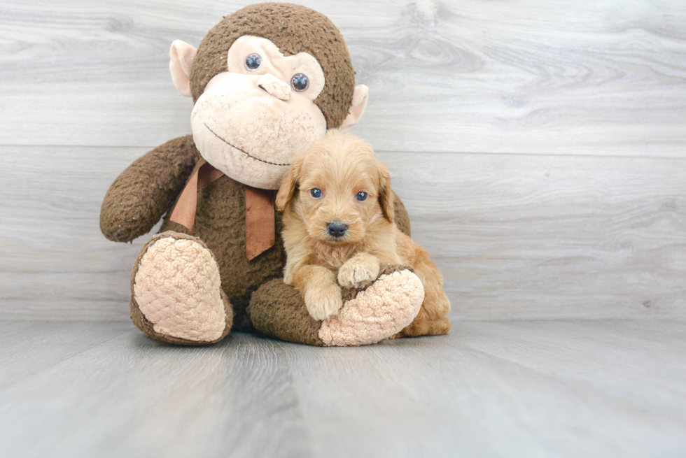 Cute Mini Goldendoodle Baby