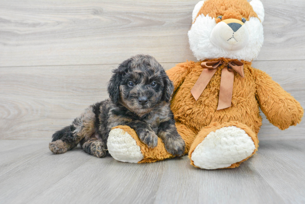 Best Mini Goldendoodle Baby