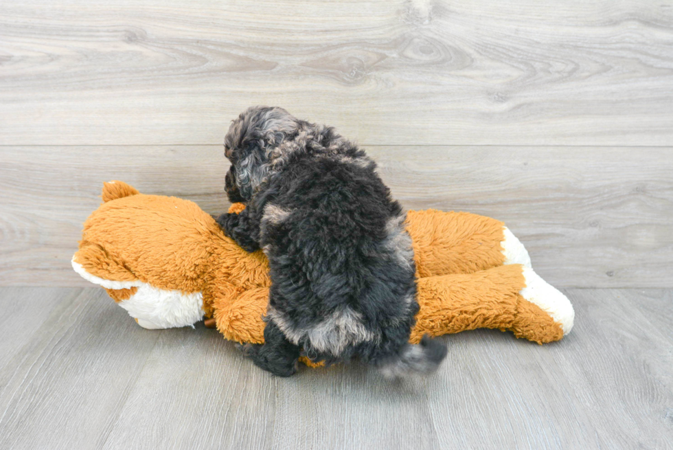 Petite Mini Goldendoodle Poodle Mix Pup