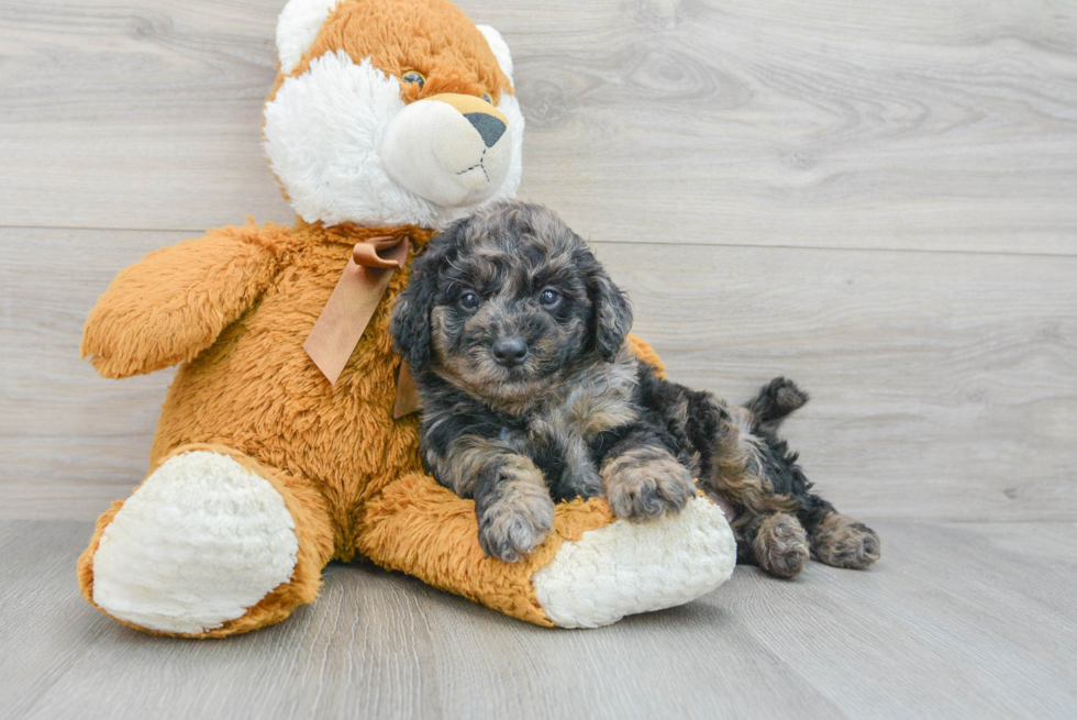 Mini Goldendoodle Puppy for Adoption