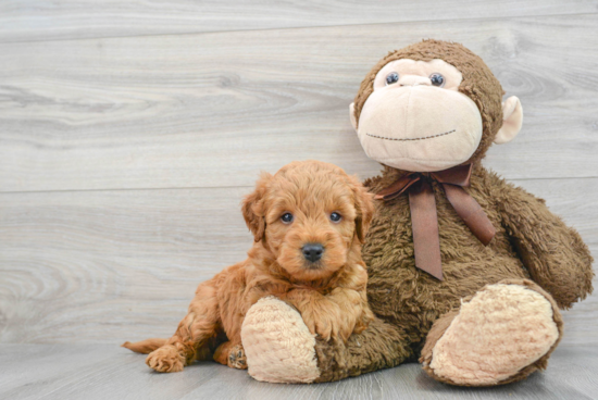 Friendly Mini Goldendoodle Baby