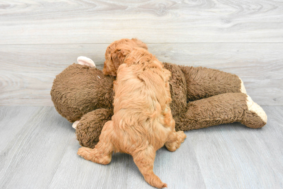 Little Golden Retriever Poodle Mix Puppy