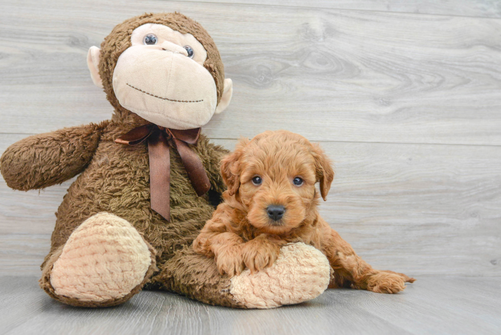 Popular Mini Goldendoodle Poodle Mix Pup