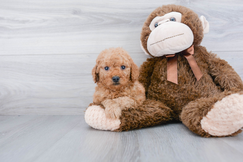 Funny Mini Goldendoodle Poodle Mix Pup