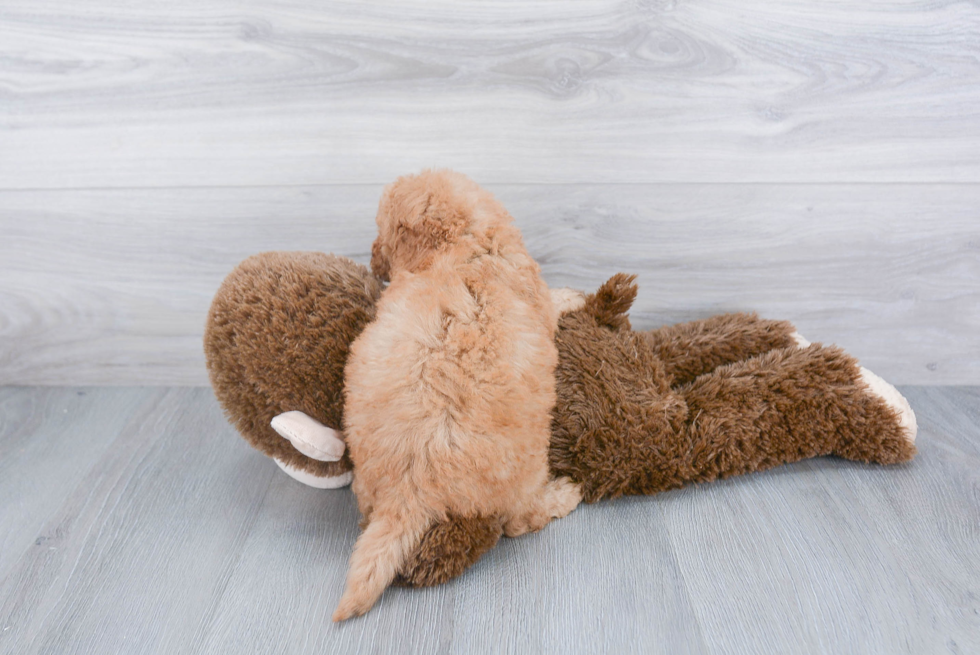 Best Mini Goldendoodle Baby