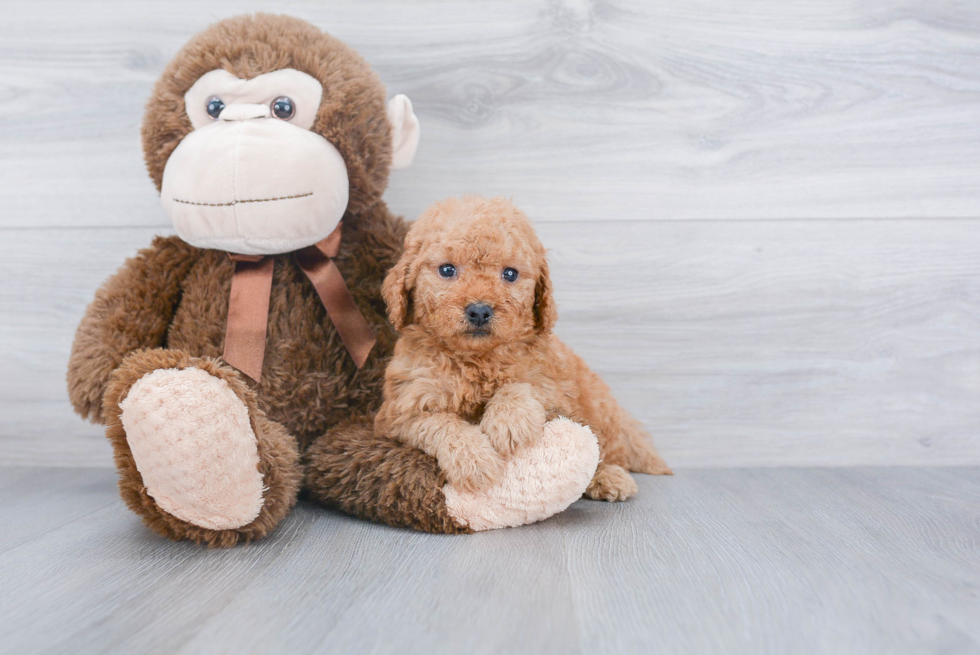 Little Golden Retriever Poodle Mix Puppy