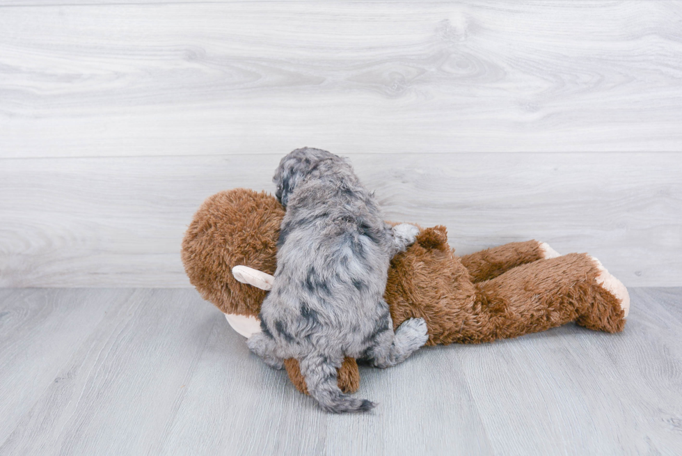 Mini Goldendoodle Pup Being Cute