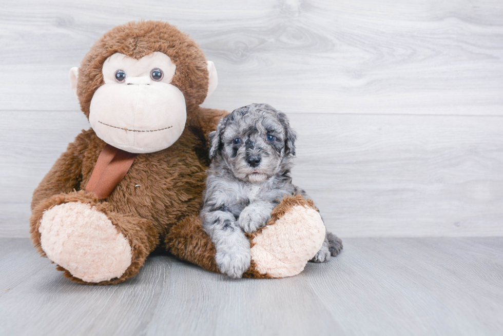 Little Golden Retriever Poodle Mix Puppy