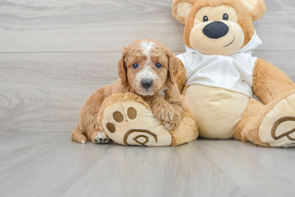 Mini Goldendoodle Pup Being Cute