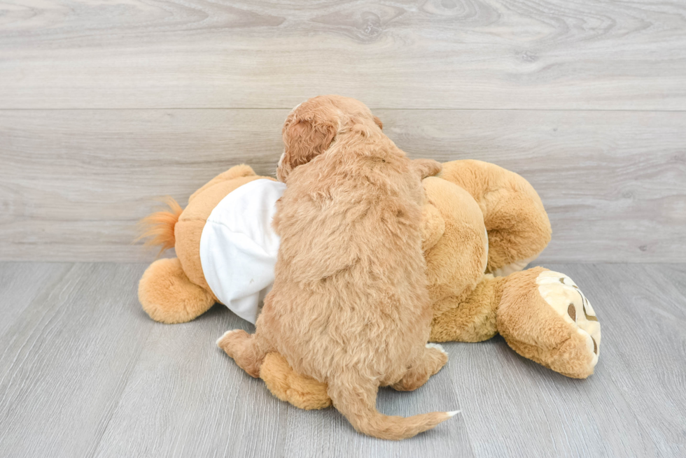 Small Mini Goldendoodle Baby