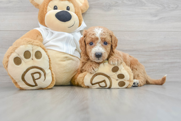 Fluffy Mini Goldendoodle Poodle Mix Pup