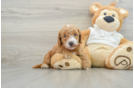 Mini Goldendoodle Puppy for Adoption