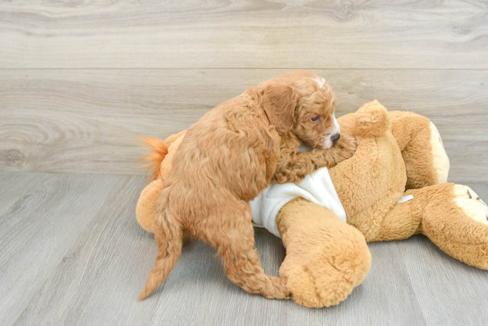 Little Mini Goldenpoo Poodle Mix Puppy