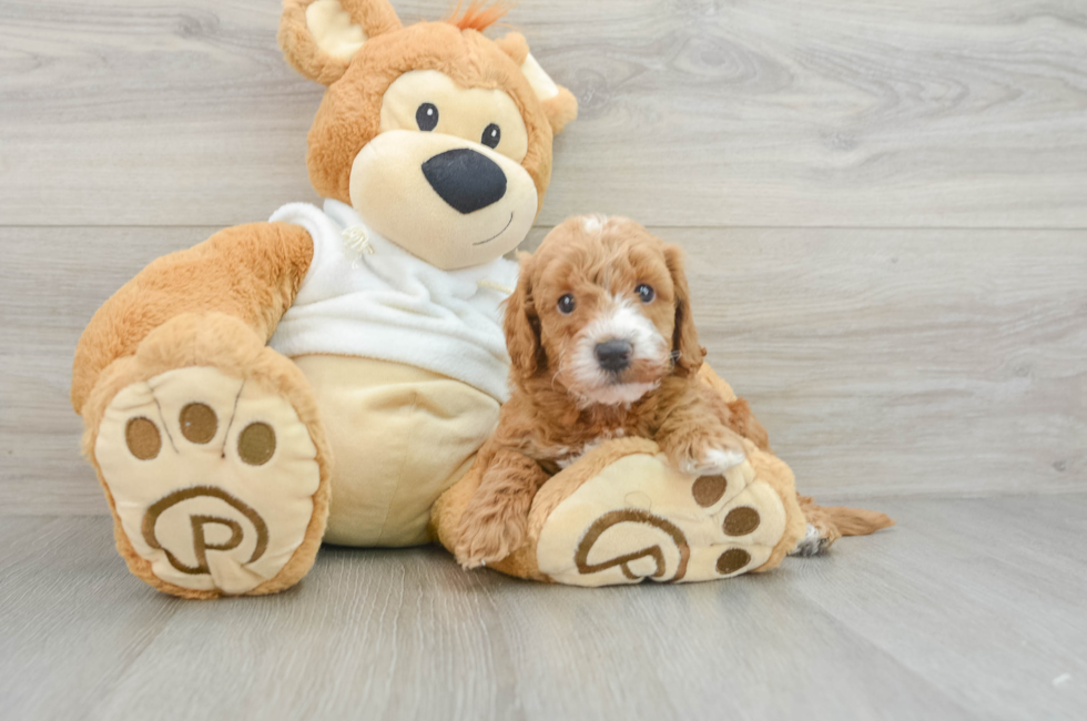 6 week old Mini Goldendoodle Puppy For Sale - Premier Pups