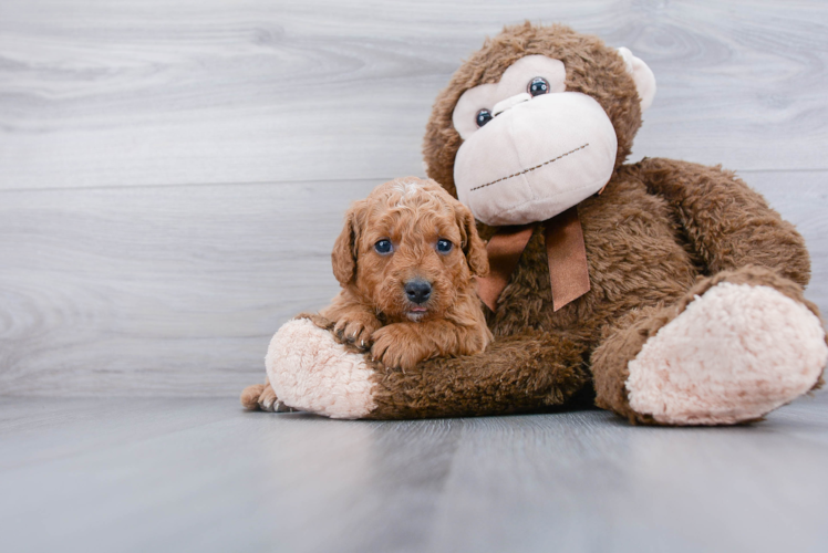 Mini Goldendoodle Pup Being Cute