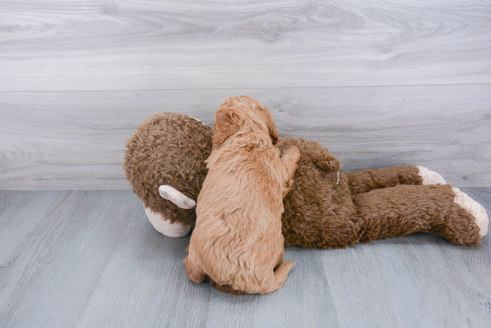 Energetic Golden Retriever Poodle Mix Puppy