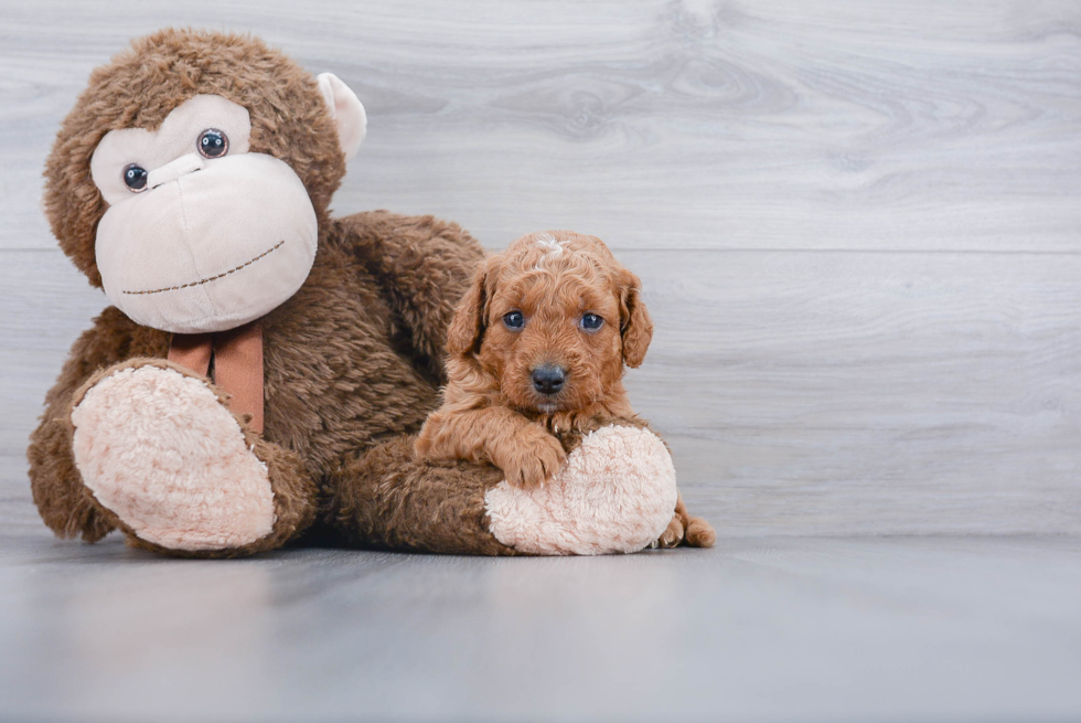 Best Mini Goldendoodle Baby