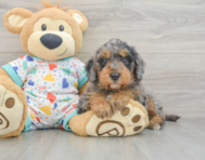 8 week old Mini Goldendoodle Puppy For Sale - Premier Pups