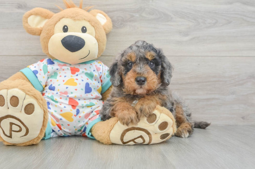 6 week old Mini Goldendoodle Puppy For Sale - Premier Pups