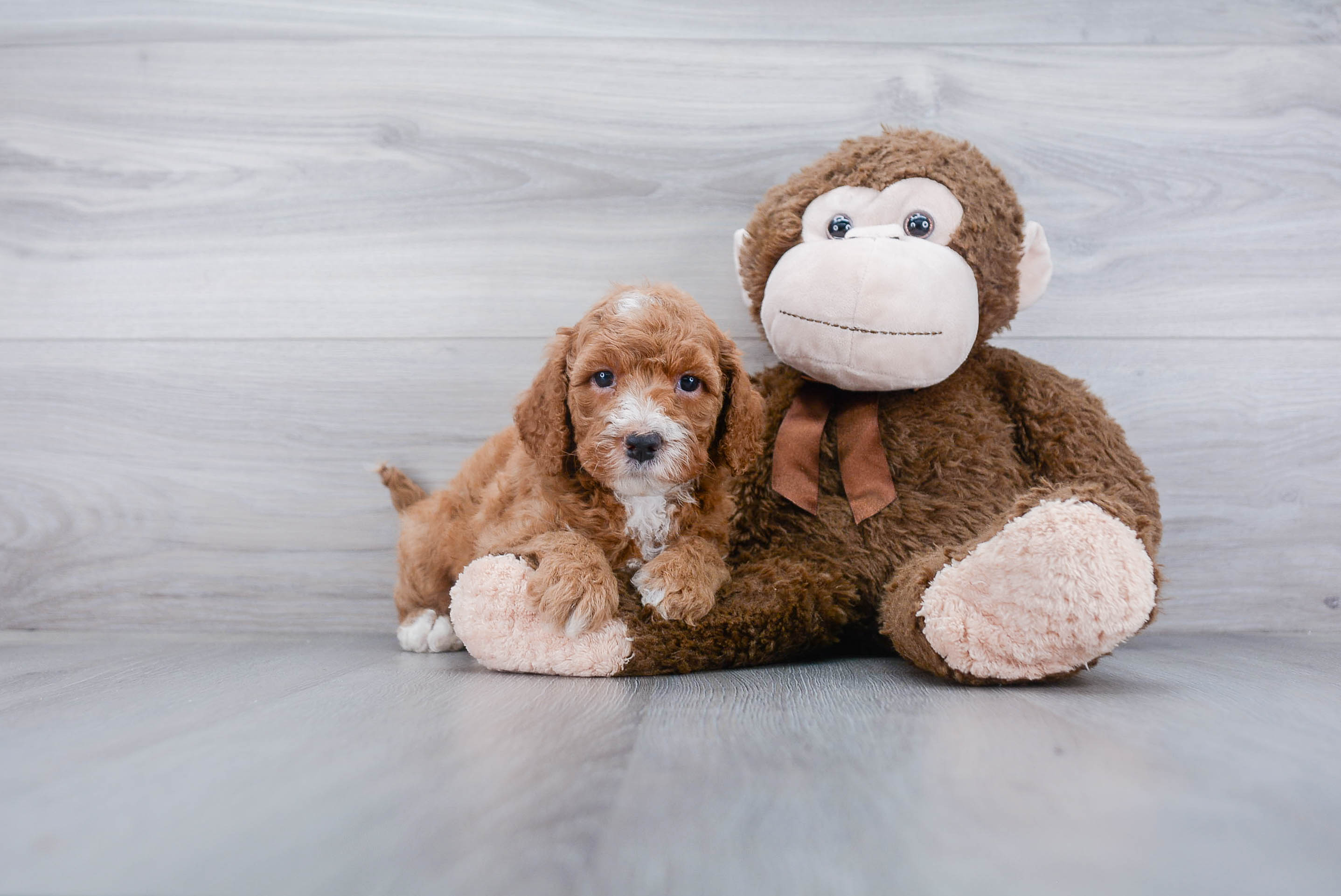 Friendly Mini Goldendoodle Baby