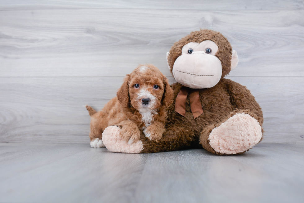 Friendly Mini Goldendoodle Baby